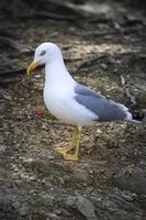 gaviota en la isla porquerolles foto