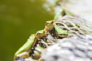 ranas verdes en el lago foto