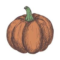 Boceto de dibujo de contorno de calabaza aislado sobre fondo blanco. vector