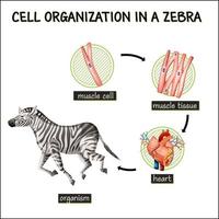 Diagram showing cell organization in a zebra vector