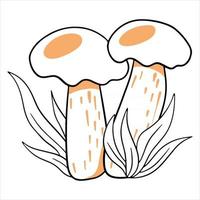 hongos comestibles. dos boletus en la hierba. estilo de línea. vector