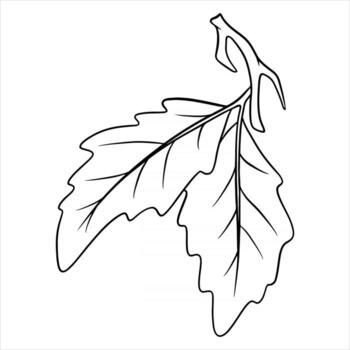 A small twig with two oak leaves. Line style. vector