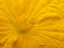 Close up view of yellow flower background photo