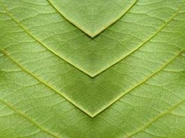 Close up view of green leaf background photo