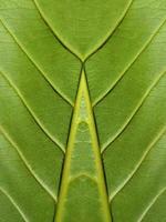 Close up view of green leaf background photo