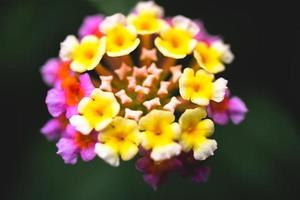 flor de lantana camara capturada en la naturaleza foto