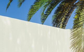 garden wall with palm photo