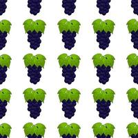 Illustration on theme big colored seamless grape vector