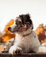 Close-up portrait of tricolor australian shepherd dog sitting at the table of a natural park enjoying the sunset photo