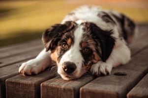 Close-up portrait of tricolor australian shepherd dog lying on the table of a natural eye park around him photo