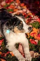 Portrait of near tricolor australian shepherd dog sitting on the grass of a natural park enjoying the sunset photo