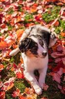 Retrato de perro pastor australiano tricolor sentado en el césped de un parque público en una tarde de otoño foto