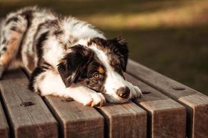 Close-up portrait of tricolor Australian shepherd dog lying on the table of a natural park enjoying the sunset photo