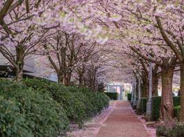 Tunnel of cherry trees in full bloom photo