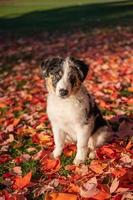 Close-up portrait of tricolor australian shepherd dog sitting on the grass of a natural park enjoying the sunset photo