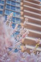 Blurred portrait of the branches of a cherry tree in spring photo