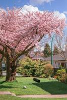 Panoramic portrait of a cherry tree with swing in a public park photo