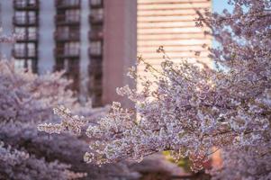 Blurred portrait of cherry branches in full bloom photo