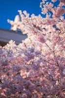 Retrato de ramas de cerezo en primavera en una hermosa tarde soleada foto