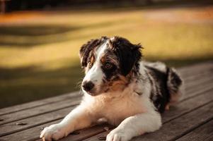 Close-up portrait of tricolor tricolor australian shepherd sitting at the table of a natural park photo