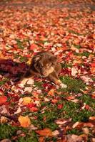 Portrait brown Australian shepherd dog with heterochromia looking at the lenses of the camera sitting on the grass of a public park in a beautiful autumn afternoon photo