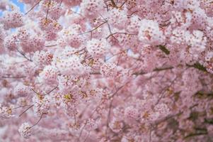 Blurred portrait of a cherry blossoms in spring photo