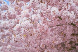 Blurred portrait of a cherry blossoms in spring photo