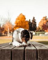 Retrato panorámico de cachorro pastor australiano tricolor de ojos marrones acostado sobre la mesa de un parque público foto