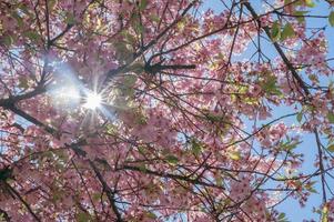 Portrait of branches of a cherry with flowers against the sun photo