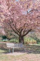 Panoramic portrait of a cherry tree in springtime in a public park photo