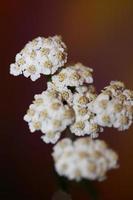 flor blanca flor cerrar antecedentes achillea millefolium imprimir foto