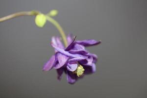 flor floreciente antecedentes Aquilegia vulgaris familia ranunculaceae foto