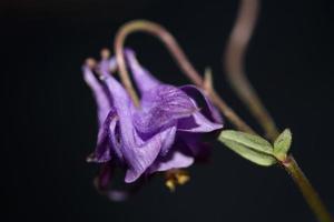 Flower blossoming background Aquilegia vulgaris family ranunculaceae photo