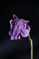 Flower blossoming background Aquilegia vulgaris family ranunculaceae photo