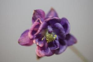 Flower blossoming background Aquilegia vulgaris family ranunculaceae photo