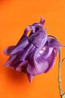 Flower blossoming background Aquilegia vulgaris family ranunculaceae photo