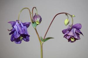 Wild flower blossom background Aquilegia vulgaris family ranunculaceae photo