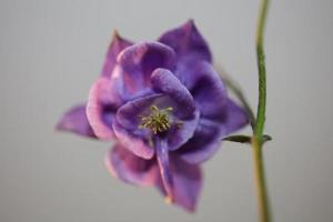 Flower blossoming background Aquilegia vulgaris family ranunculaceae photo