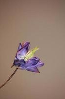 Flower blossoming background Aquilegia vulgaris family ranunculaceae photo