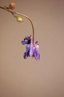 Flower blossoming background Aquilegia vulgaris family ranunculaceae photo