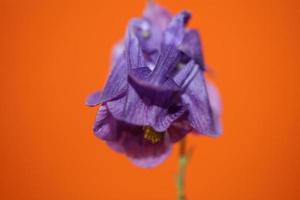 Flower blossoming background Aquilegia vulgaris family ranunculaceae photo