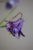 Flower blossoming background Aquilegia vulgaris family ranunculaceae photo