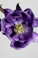 Wild flower blossom background Aquilegia vulgaris family ranunculaceae photo