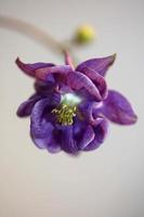 Flower blossoming background Aquilegia vulgaris family ranunculaceae photo