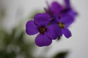 Flor morada Aubrieta deltoidea familia brasicaceae floración púrpura foto