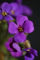 Purple blossom Aubrieta deltoidea family Brasicaceae purple flowering photo