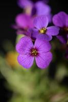 Purple blossom Aubrieta deltoidea family Brasicaceae purple flowering photo