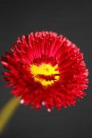 flor flor cerrar bellis perennis l. familia compositae moderna foto