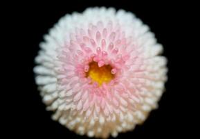 Flower blossom close up Bellis perennis L. family compositae modern photo