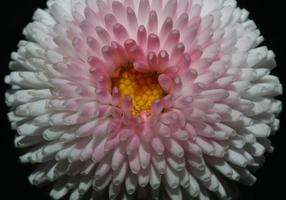 Flower blossom close up Bellis perennis L. family compositae modern photo